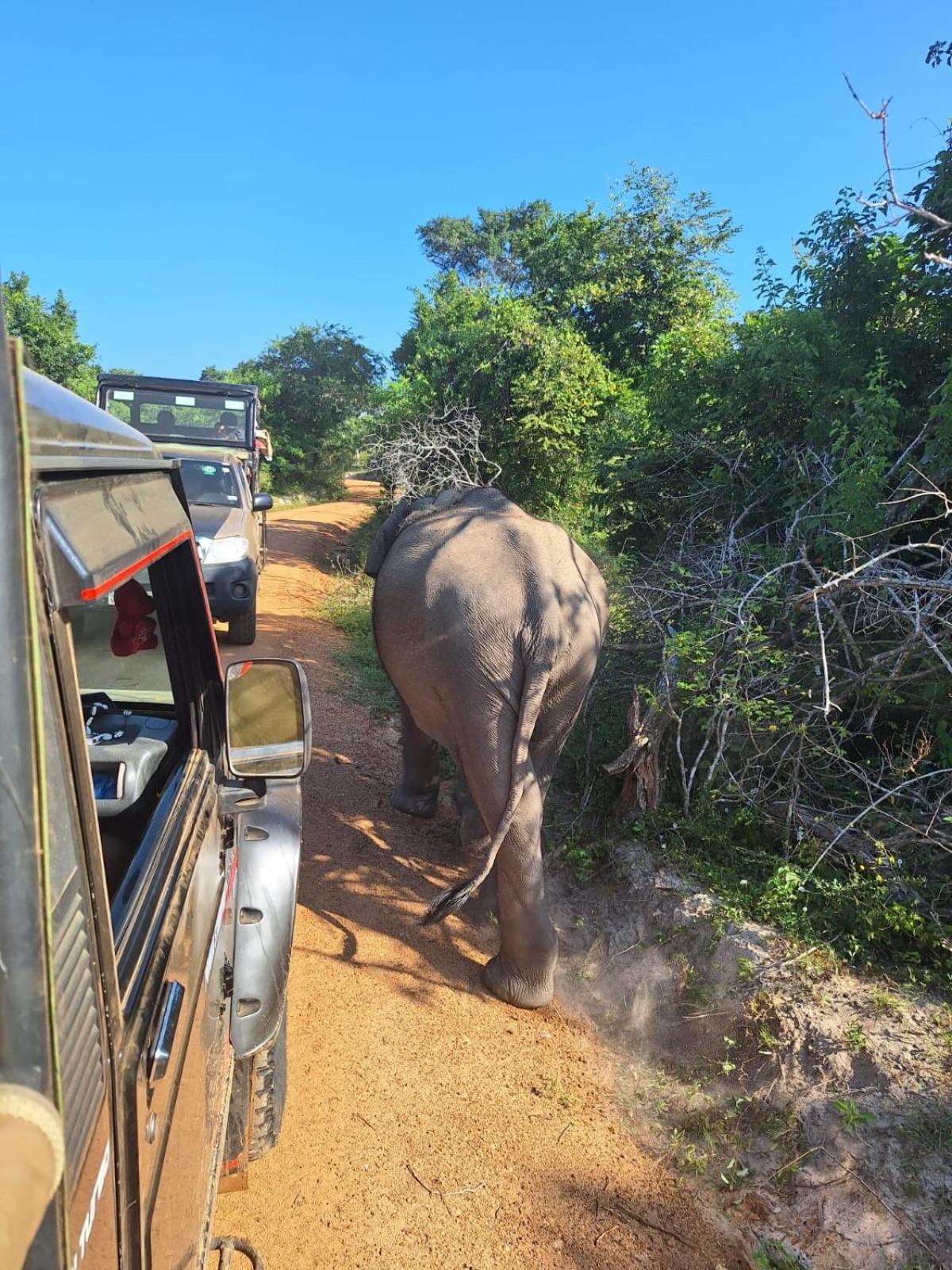 Saman Resort Yala Tissamaharama Ngoại thất bức ảnh